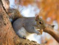 /album/galeria-de-fotos1/eastern-grey-squirrel-in-st-jamess-park-london-nov-2006-edit-jpg/